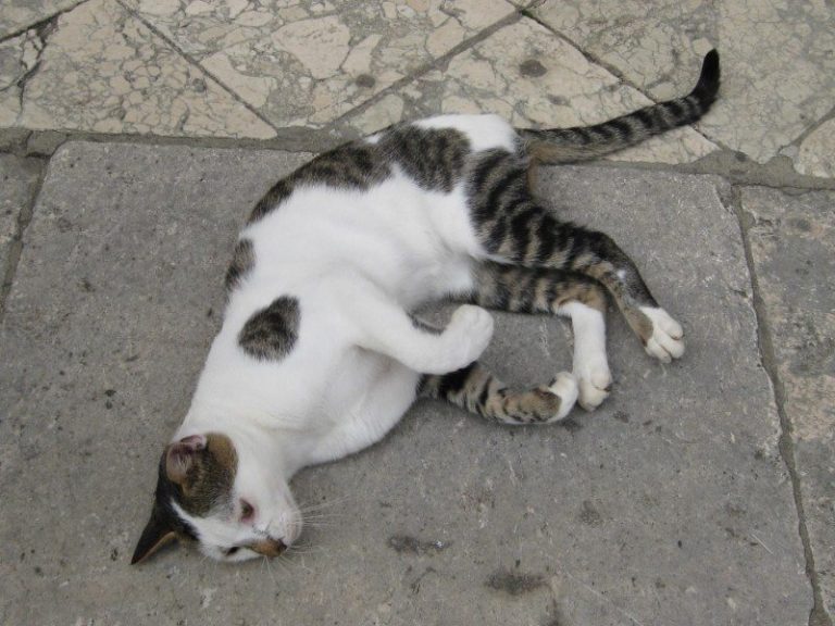 Lazy cat in Dubrovnik