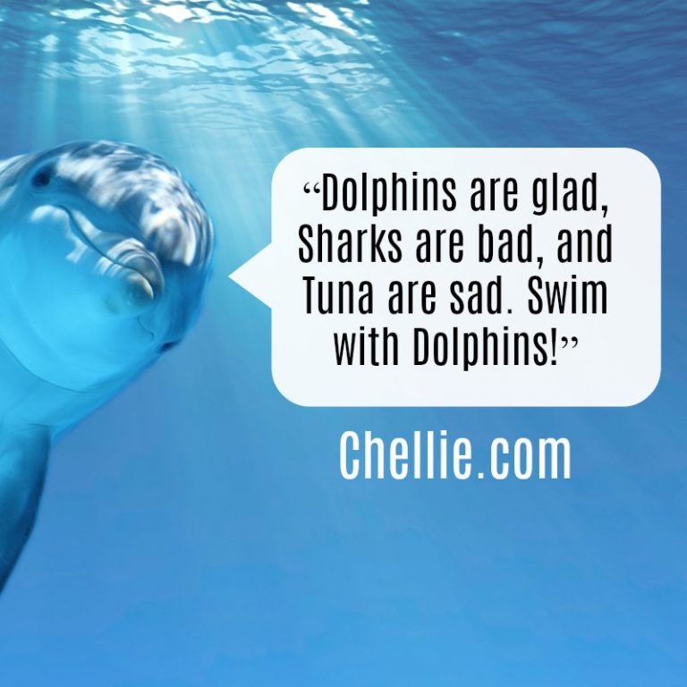 Chellie Meme - Swim With Dolphins