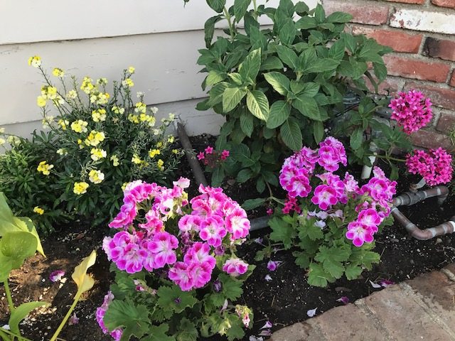 Flowers in front yard April 2017
