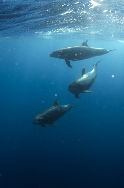 3-dolphins-photo