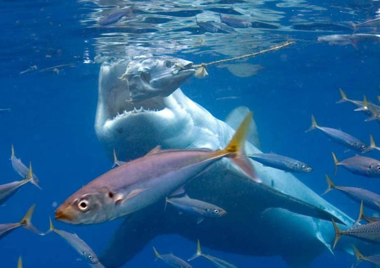 Shark-eating-tuna